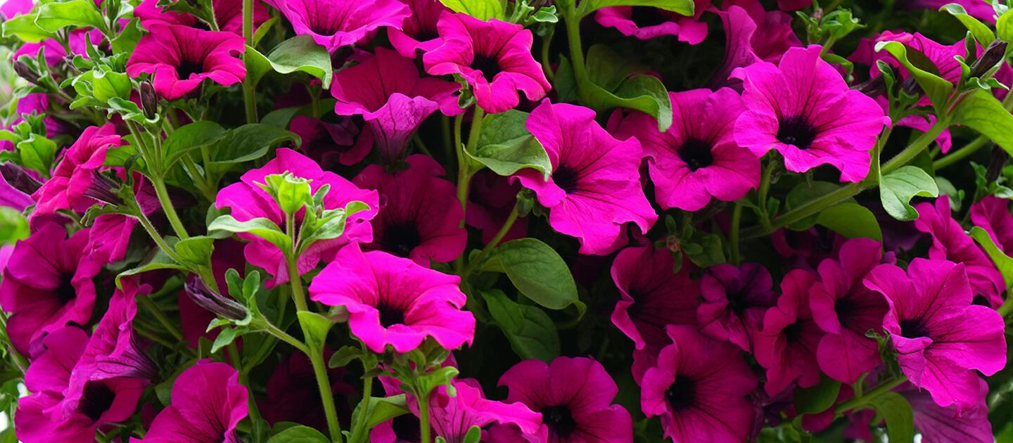 pink flowers