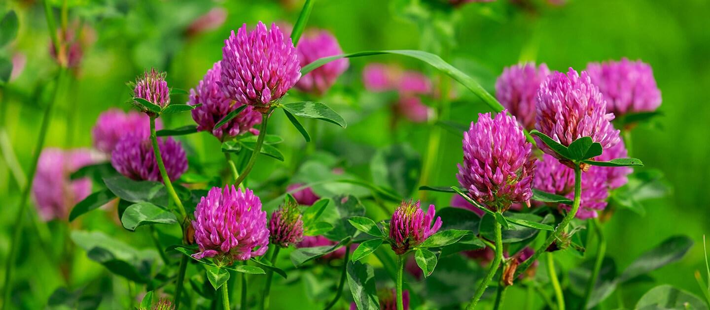 red clover in a field