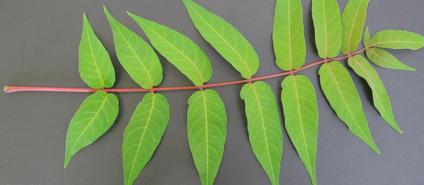 Tree-of-Heaven Leaf