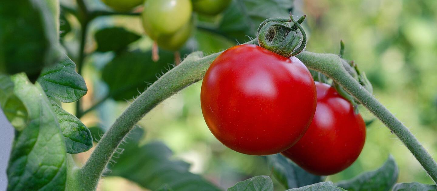 tomatoes on the vine