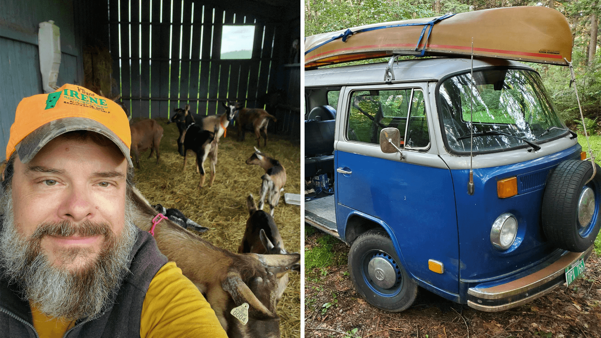 2-photo collage of (left) man with goats in a barn; and (right) a vintage VW bus