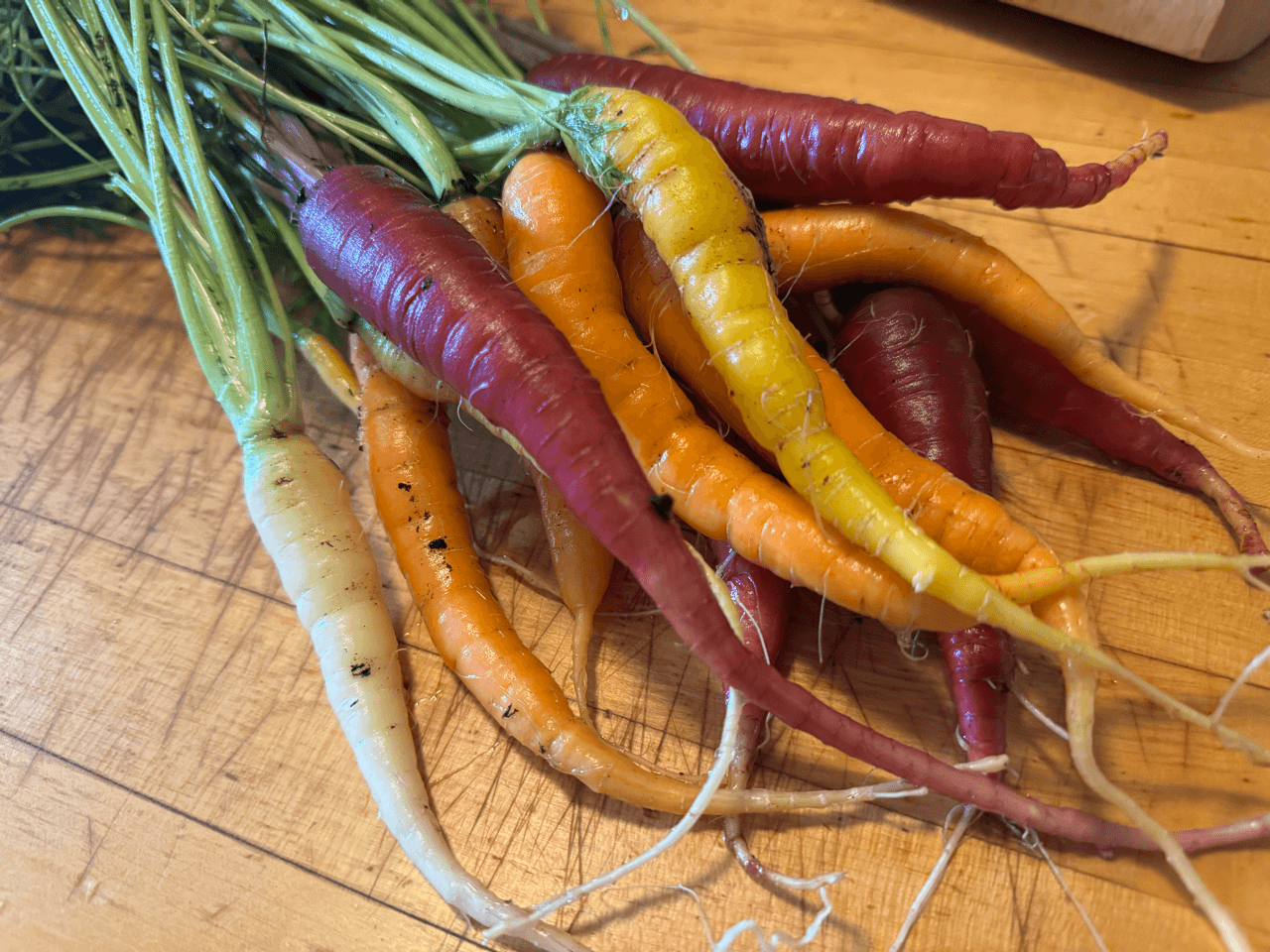 Multi-colored Carrots