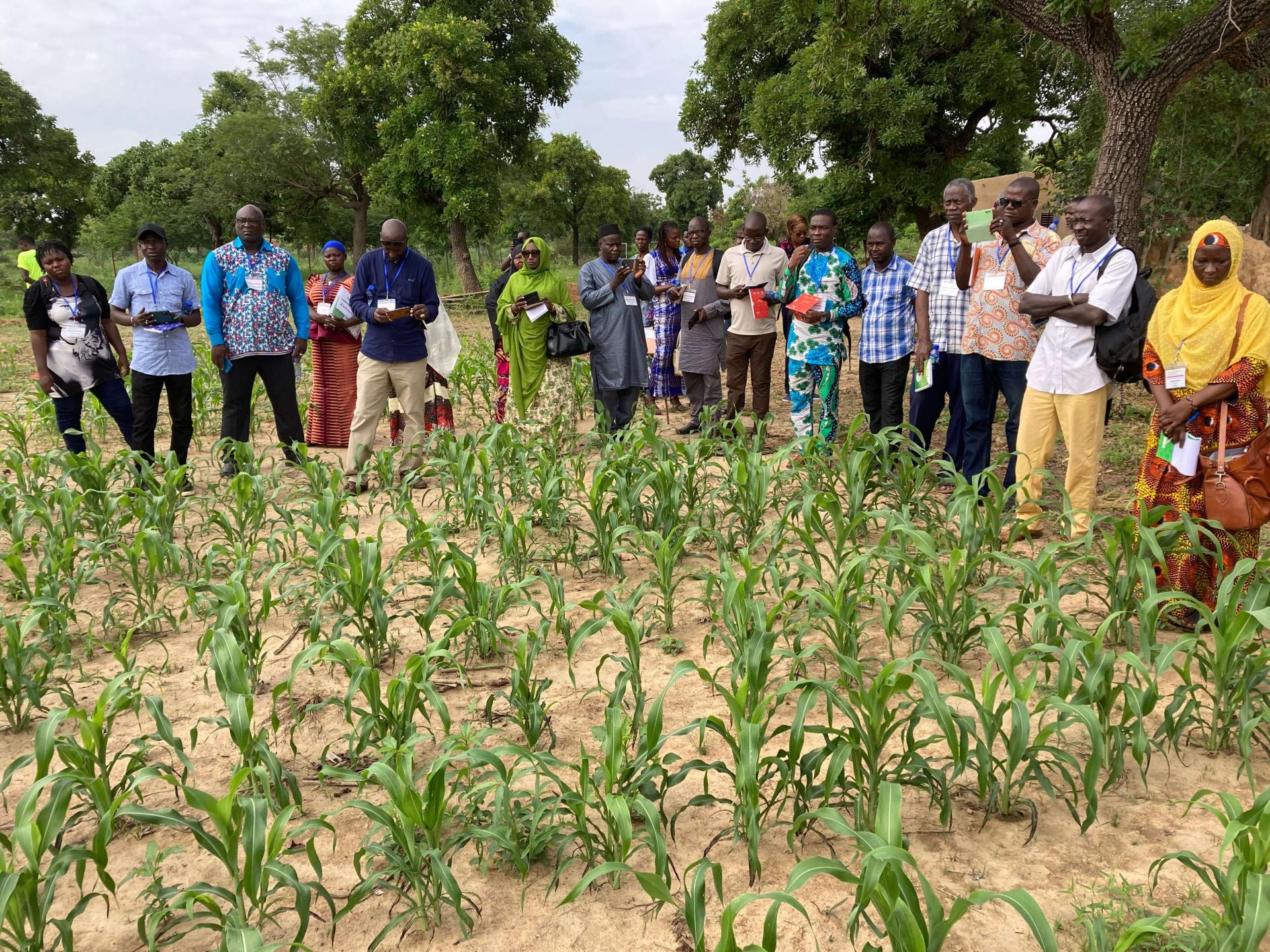 farmers in field of maize