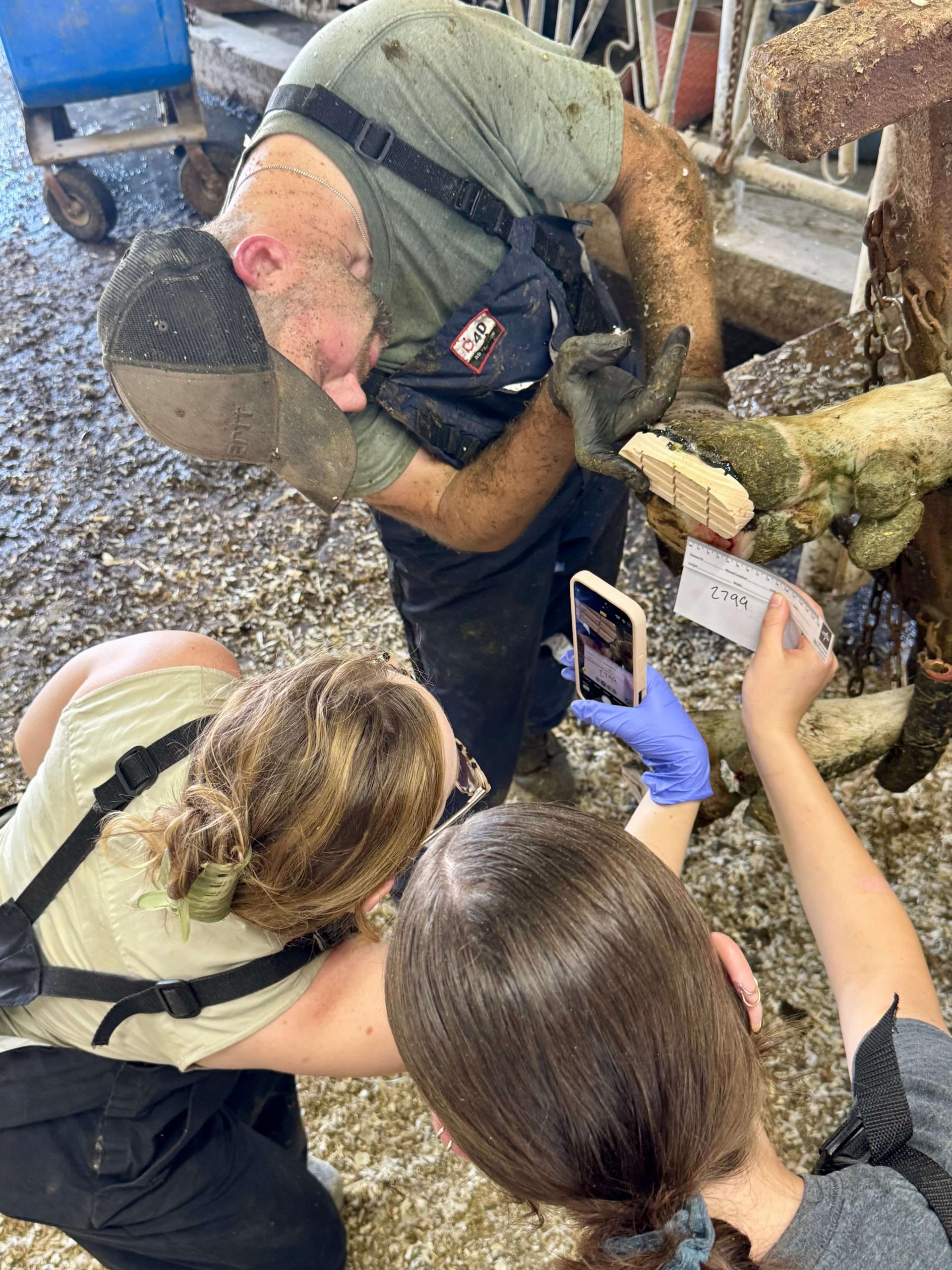Project partners at the Miner Institute, applying CoriooGraft wound healing gel to a cow's hoof for the first time