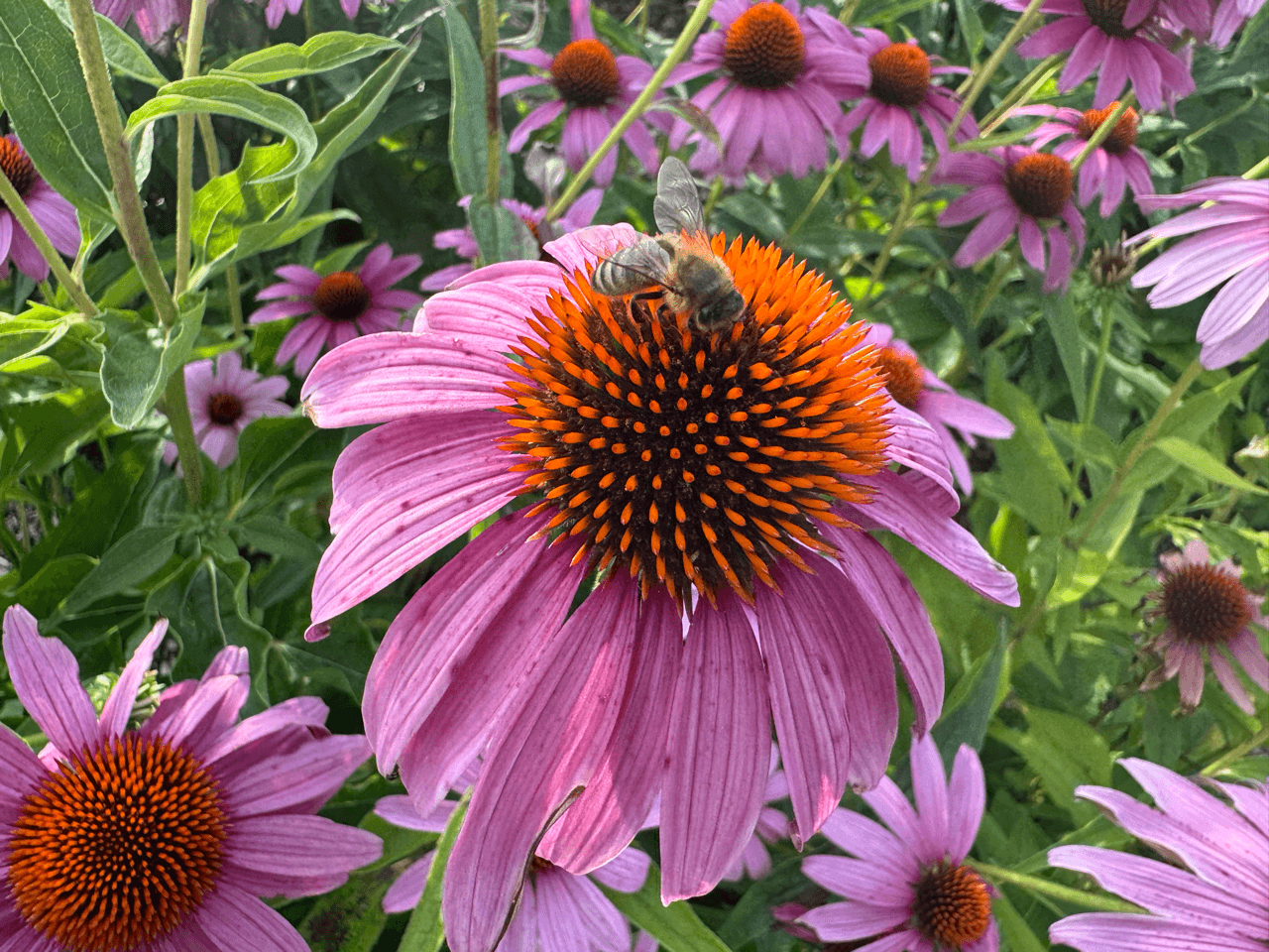 Echinacea flower with a bee on top