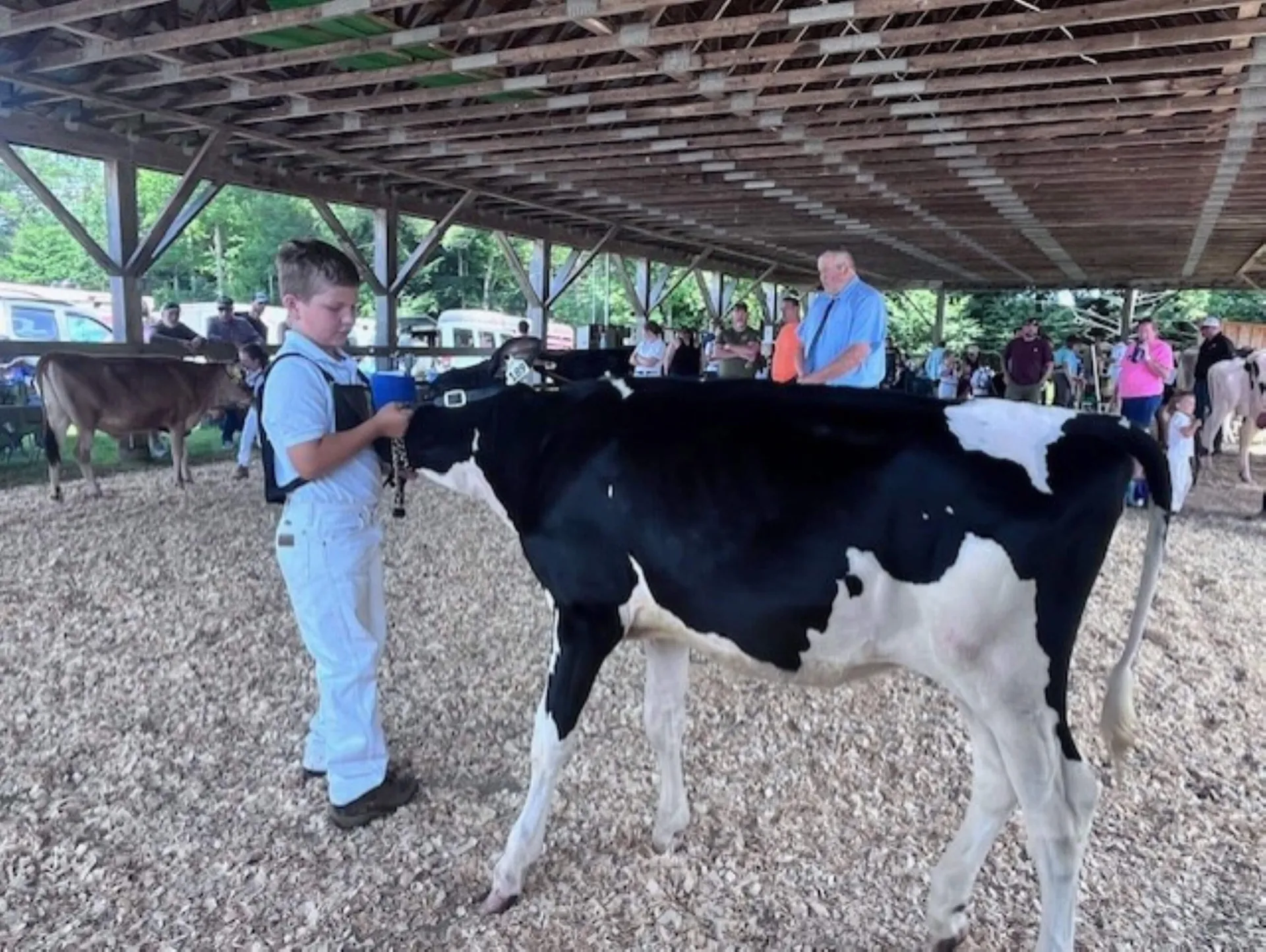 youngster with a cow