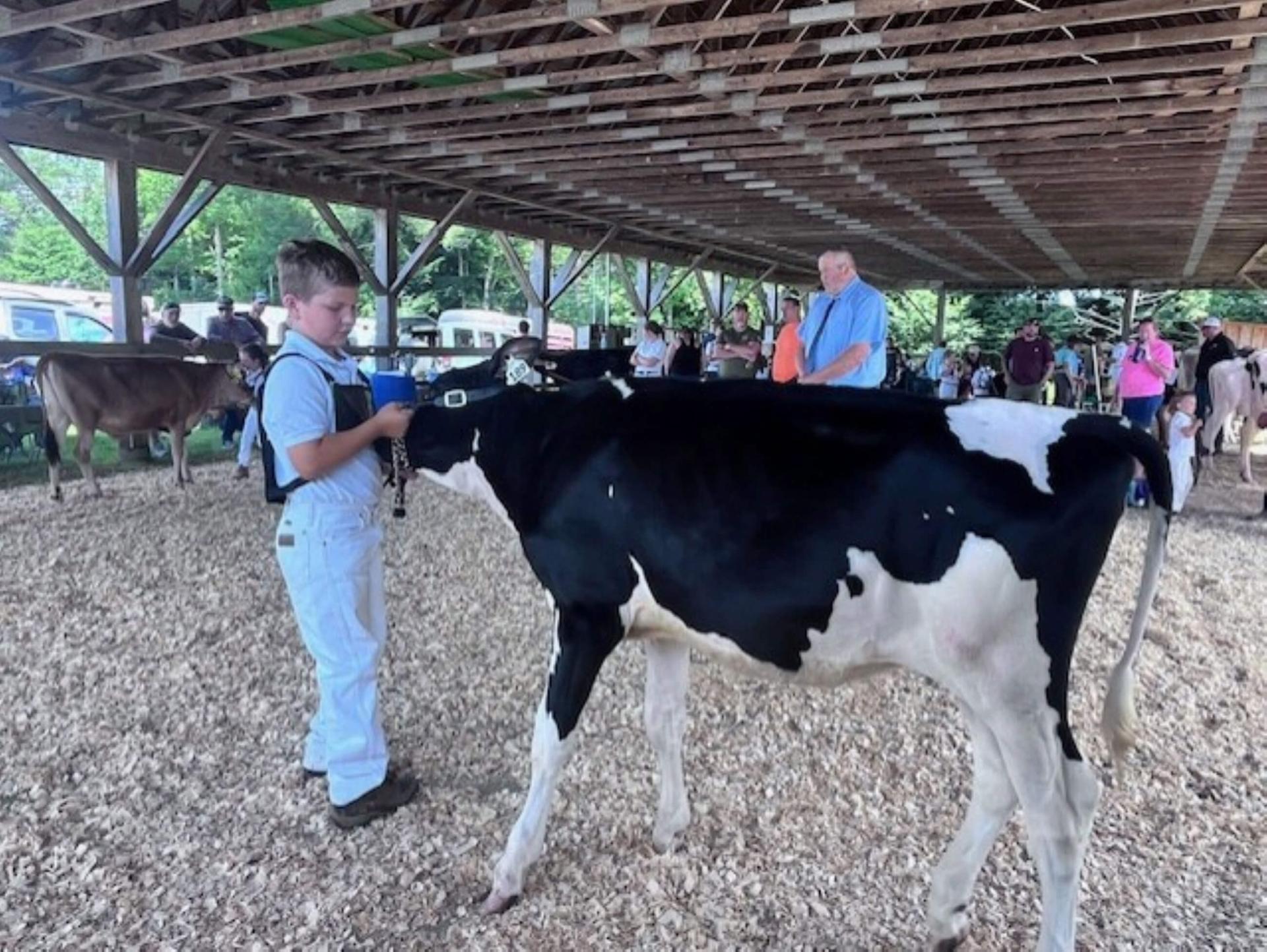 youngster with a cow
