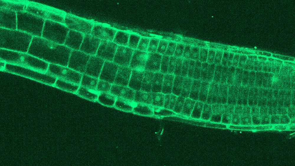 Cellular imaging of a plant root 