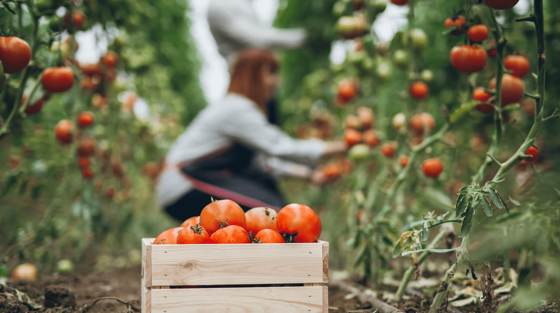 tomatoes