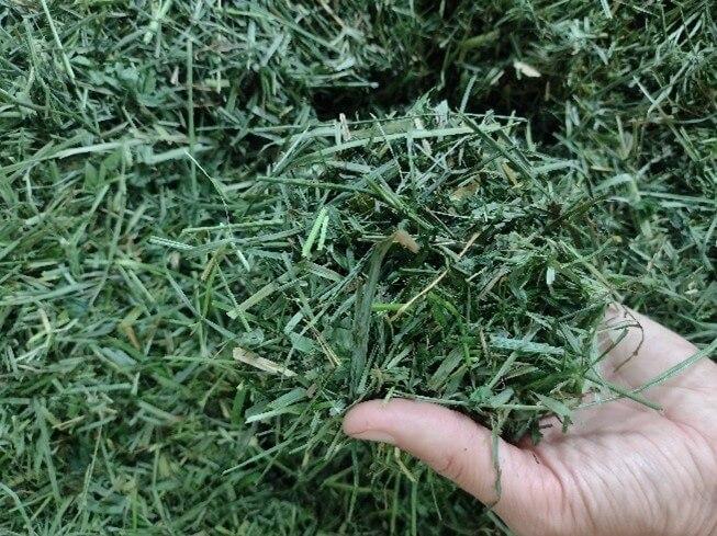 Silage Inoculants