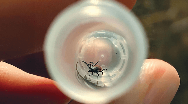 a tick in a glass tube