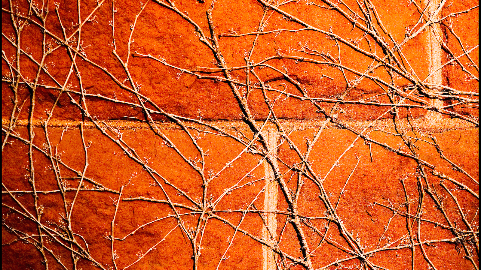 vines on brick building
