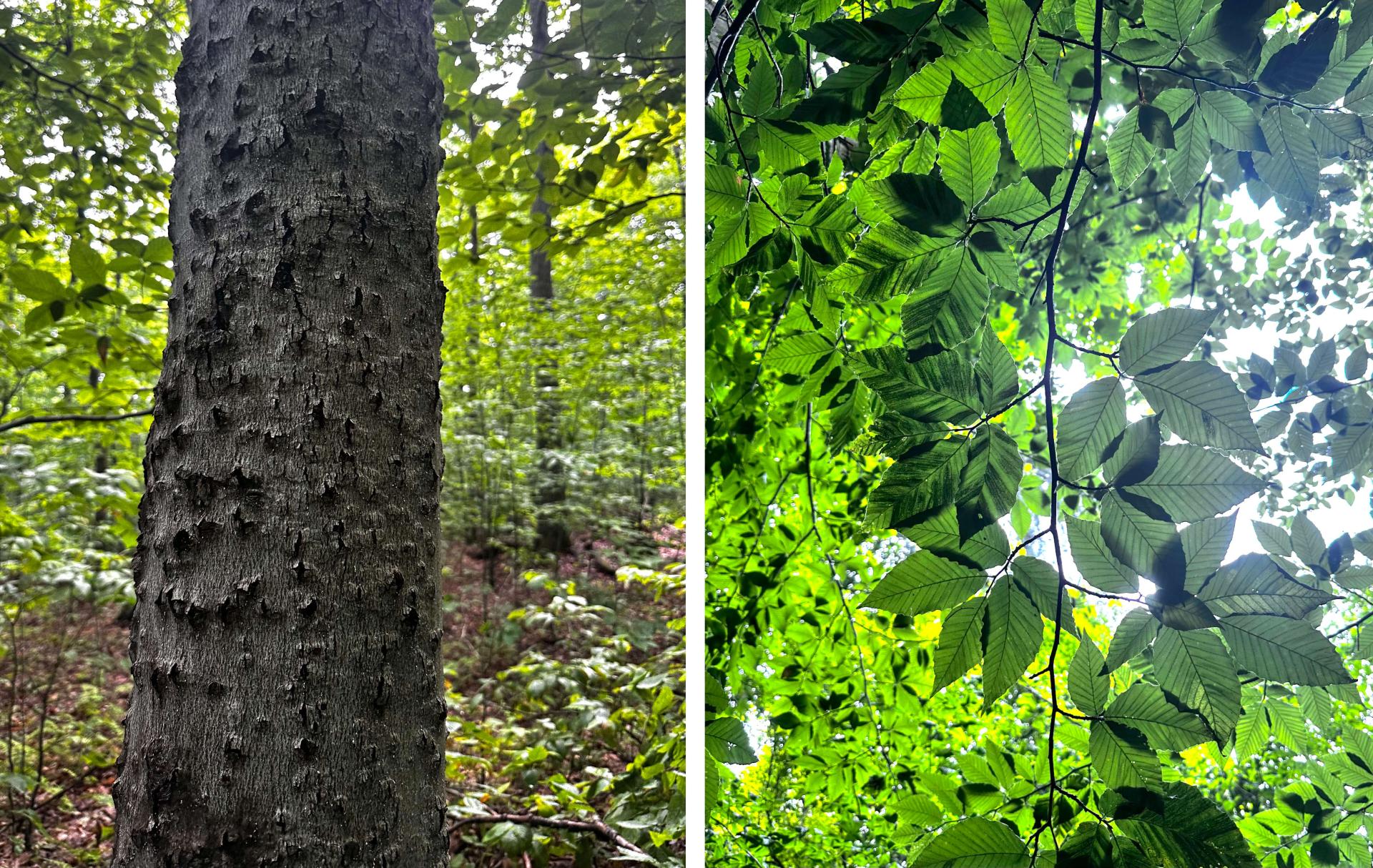 left image - a beech tree with pockmarked bark. right image - beech leaves with stripes indicating disease