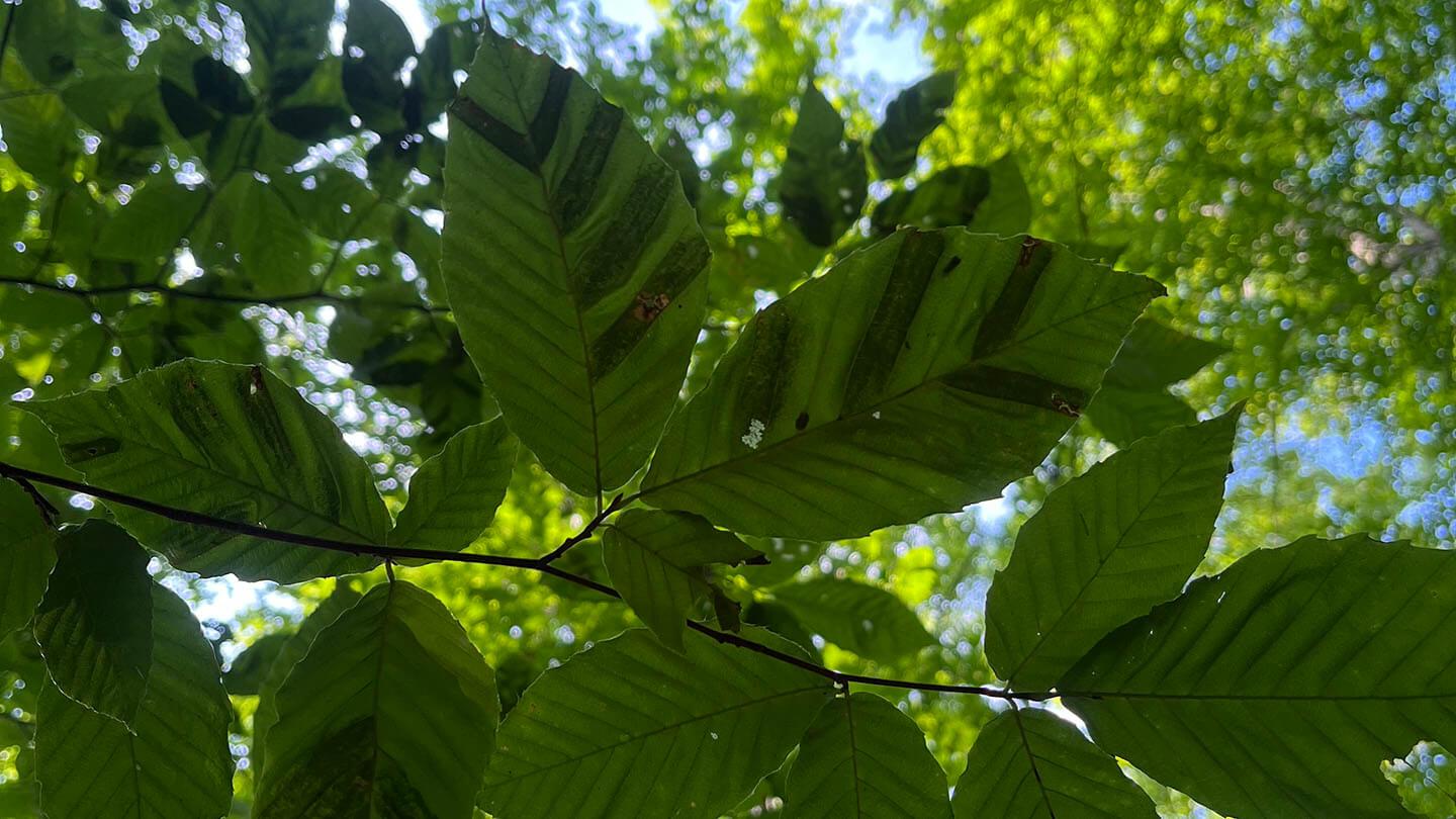 distinct banding on infected beech leaves