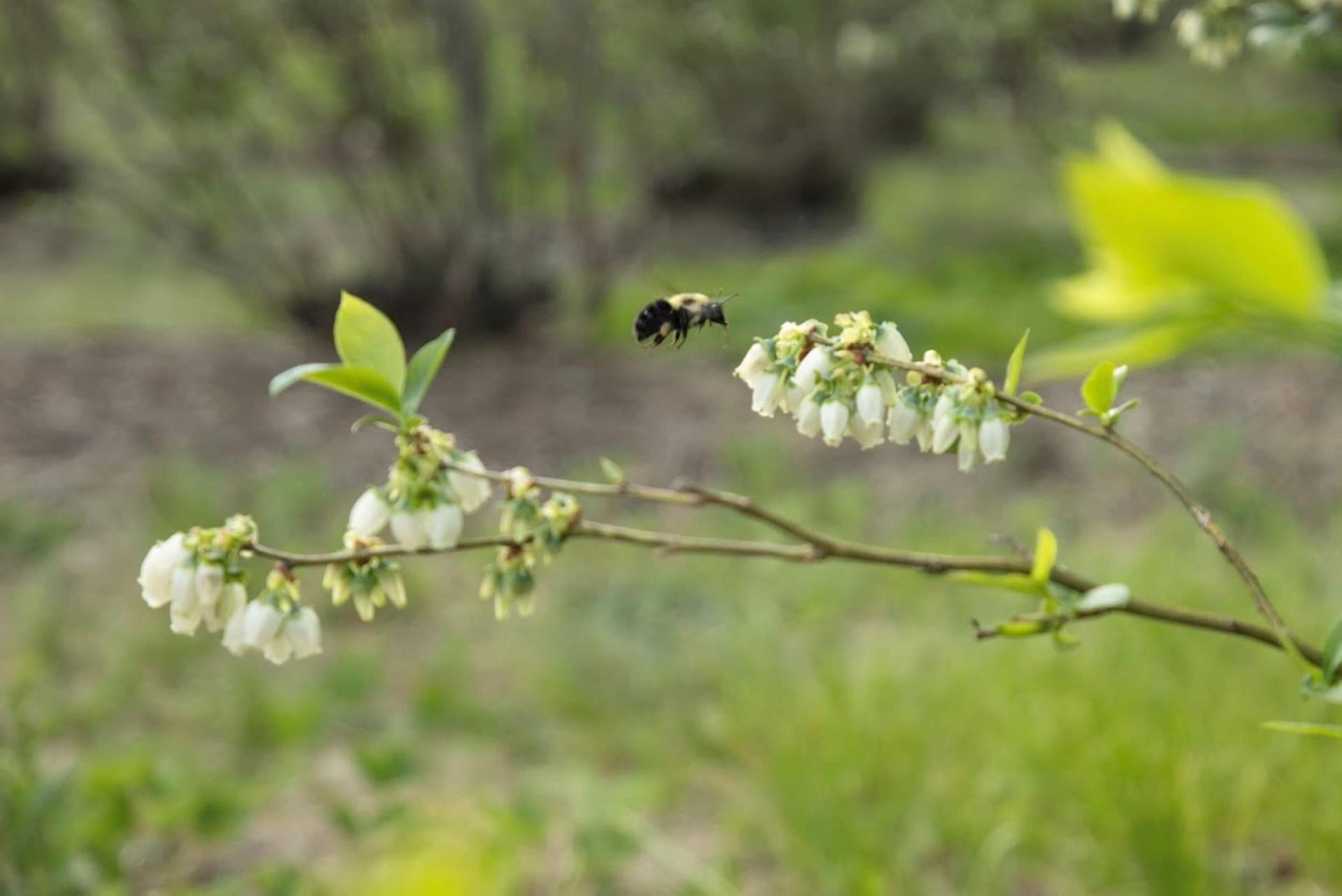 a bumblebee near a flowering blueberry plant