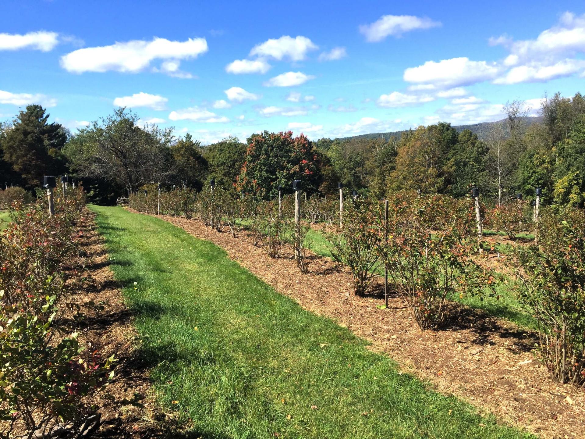 a blueberry field under blue skies