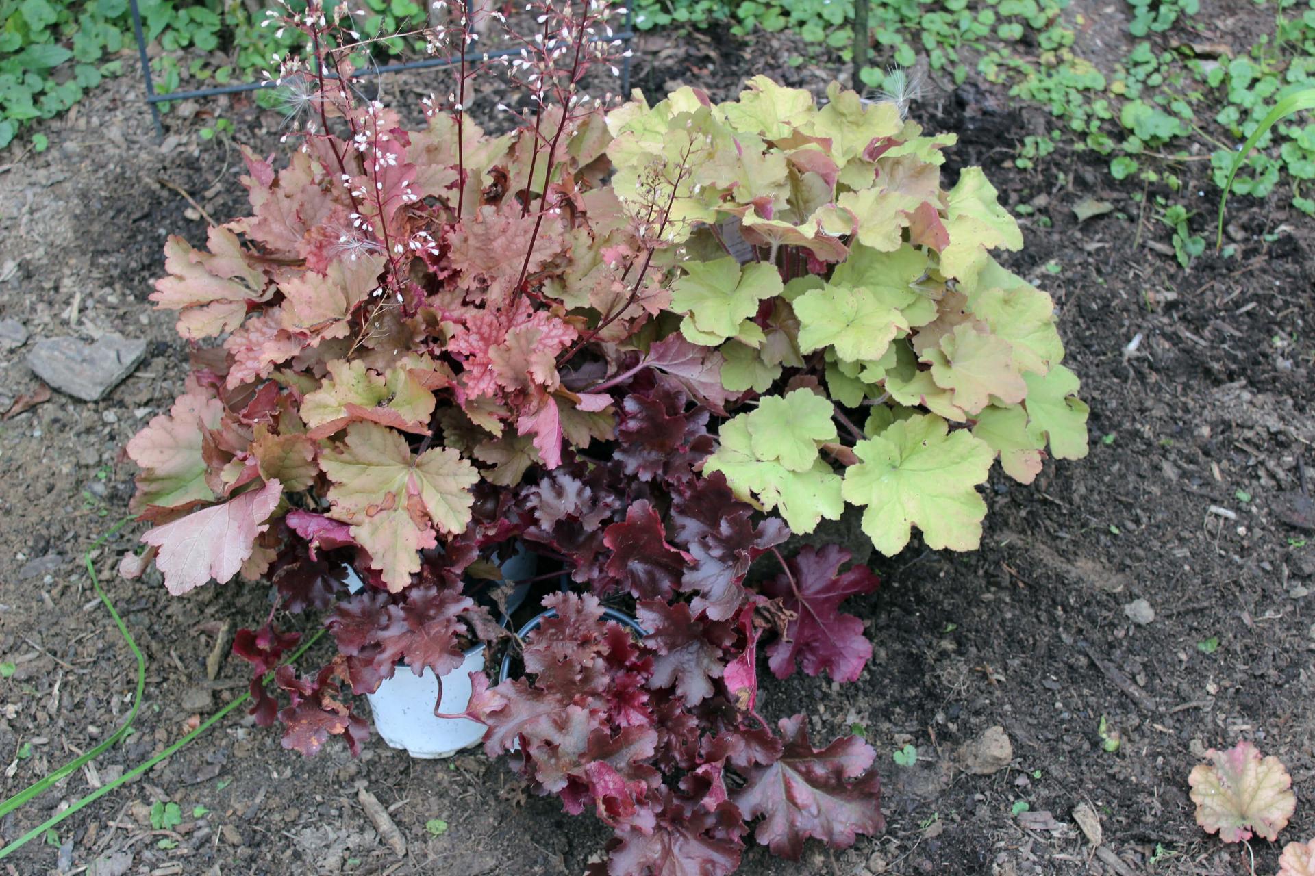 coral bell plants