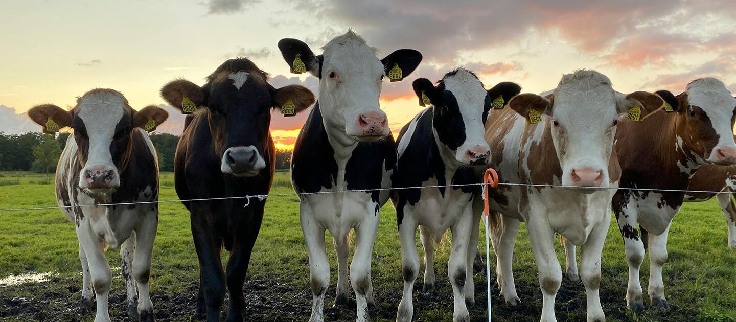 six cows in a row, outdoors