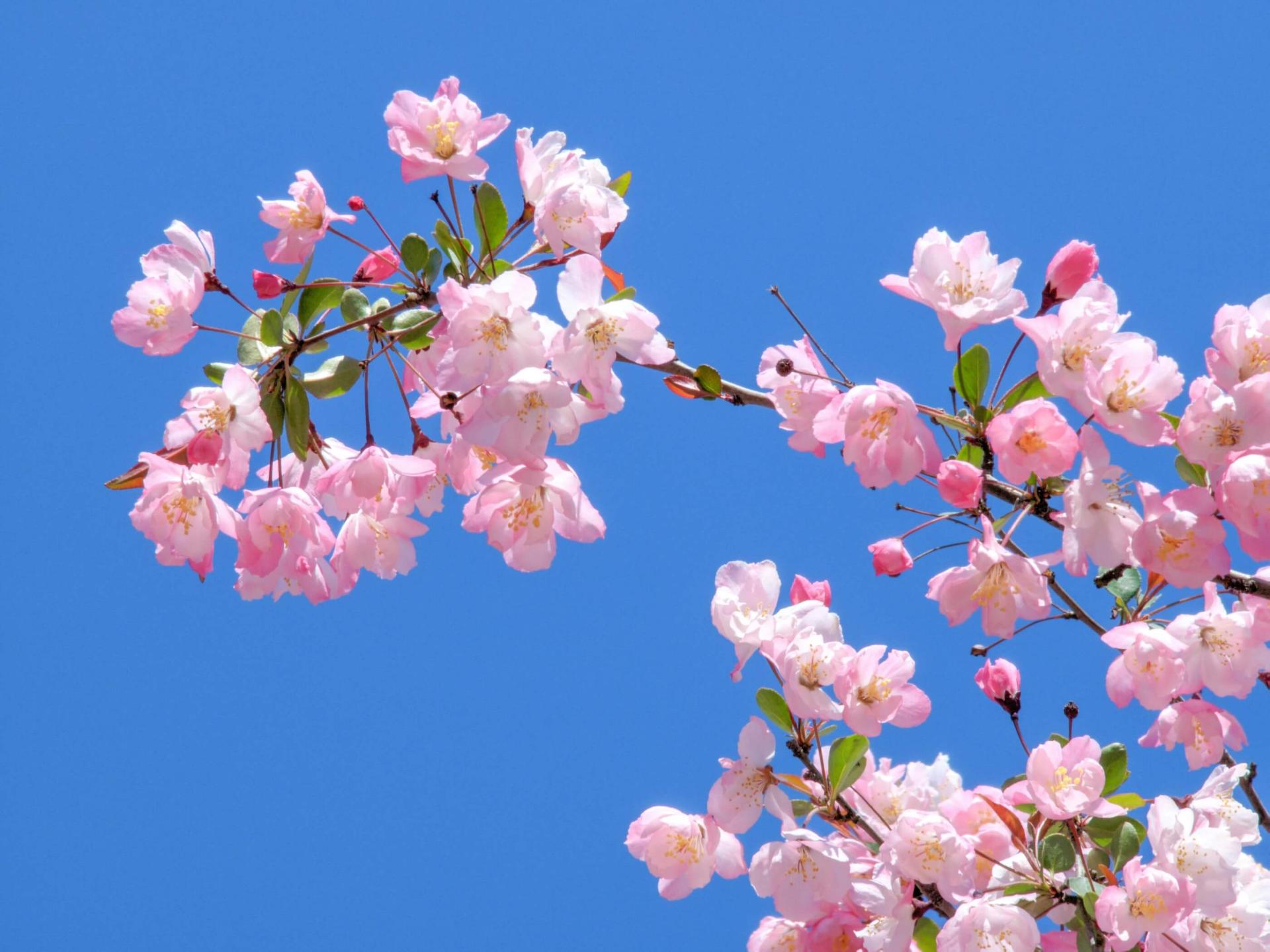 closeup of a flowering crabapple tree