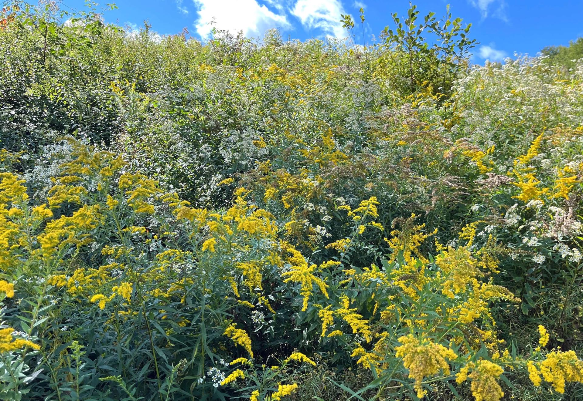 goldenrod in bloom