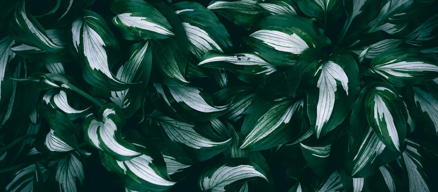 hostas in the shade