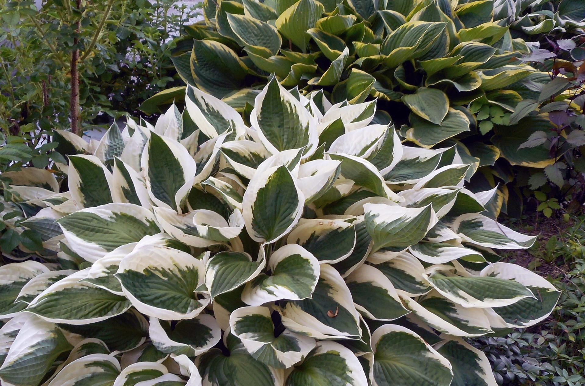hosta plants