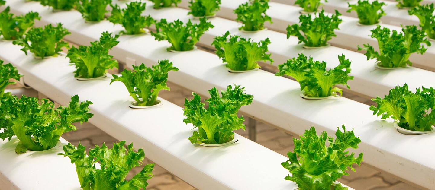 lettuce growing hydroponically