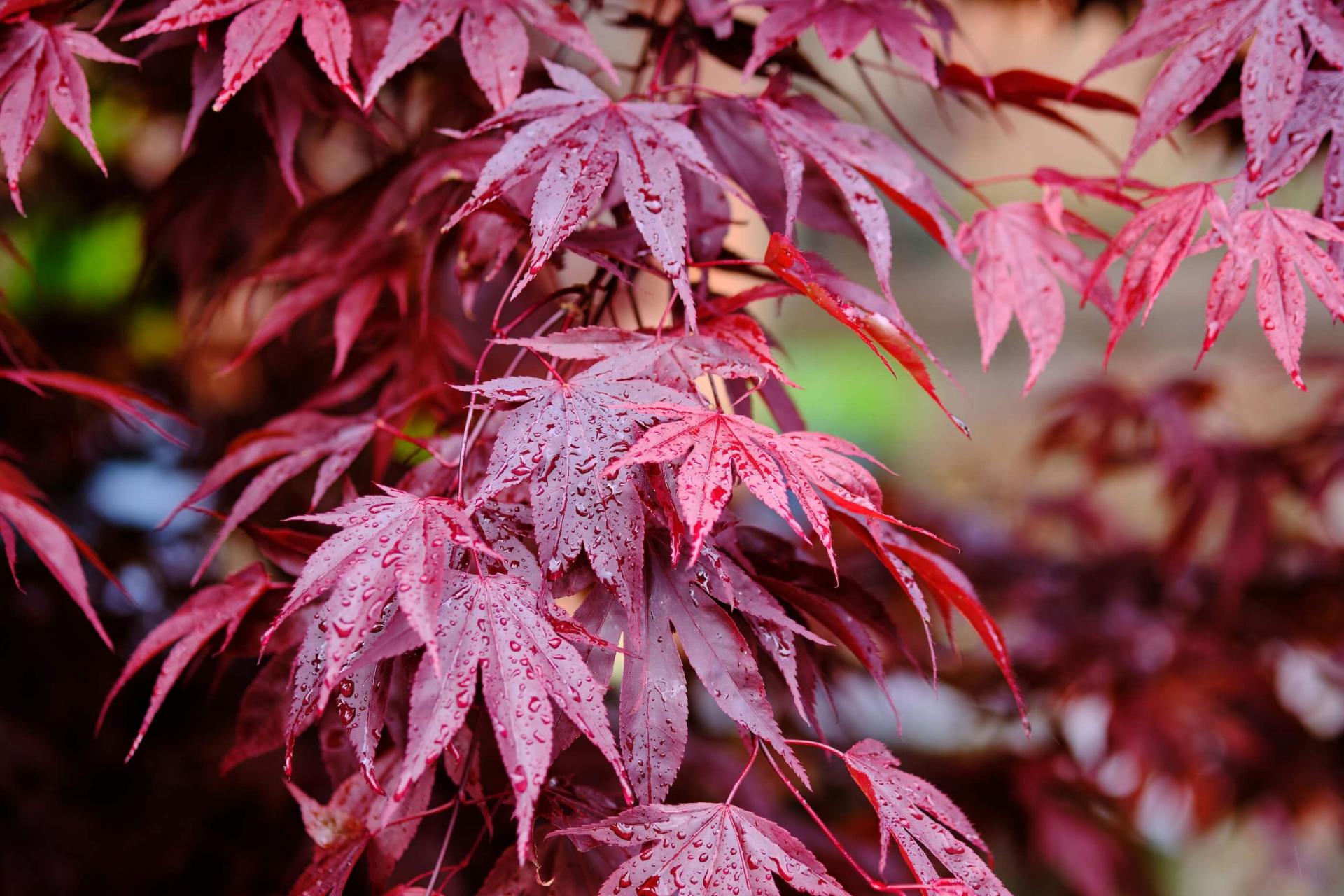 japanese maple tree