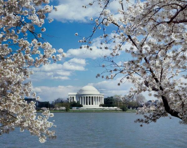 trees with flowers with water and building