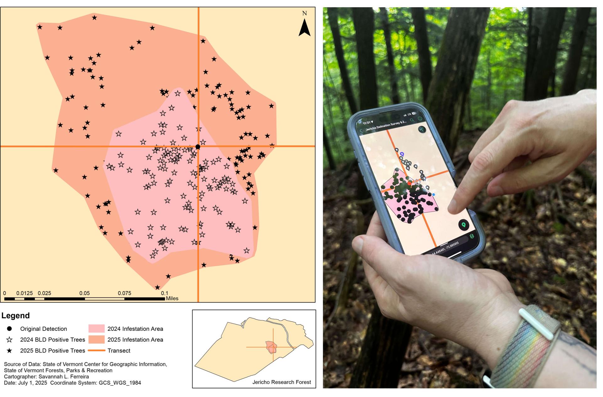 a map showing the spread of beech leaf disease in Jericho forest