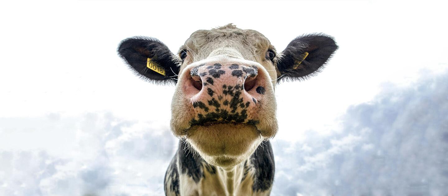 a cow looking down at the camera