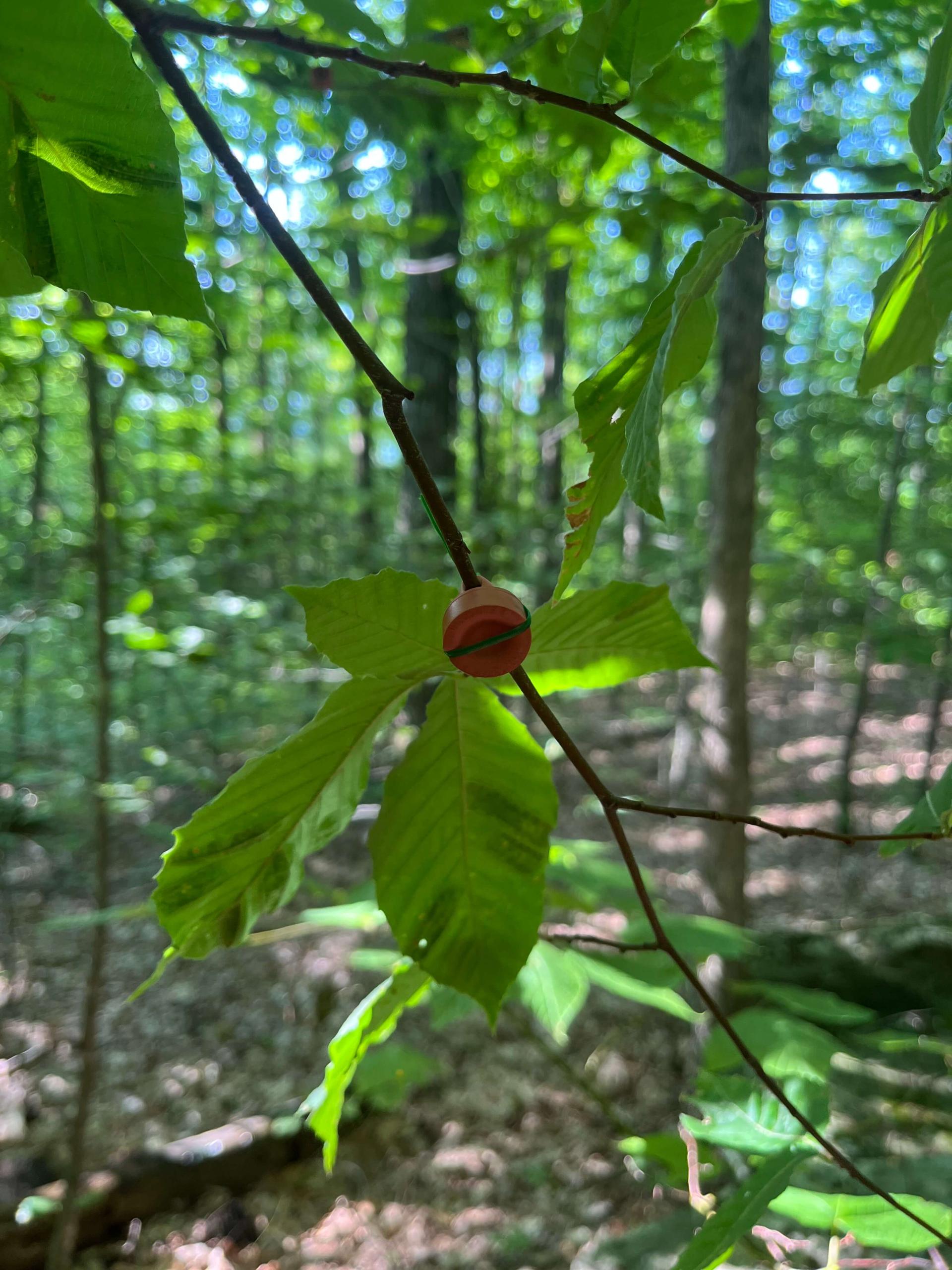 a small rubber lure hangs on an infected beech tree hoping to attract nematodes for future study