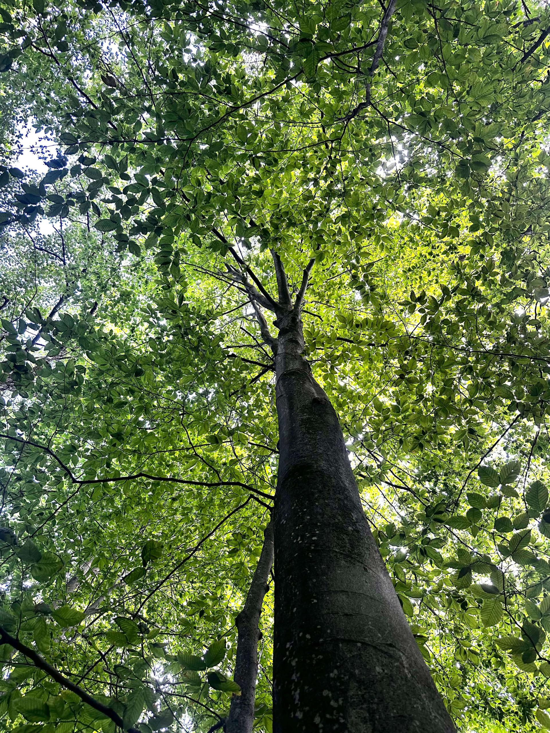 an old beech tree with no signs of beech bark or beech leaf disease