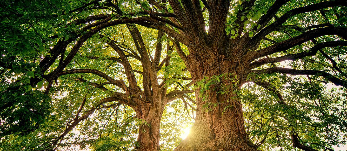 two old, huge trees