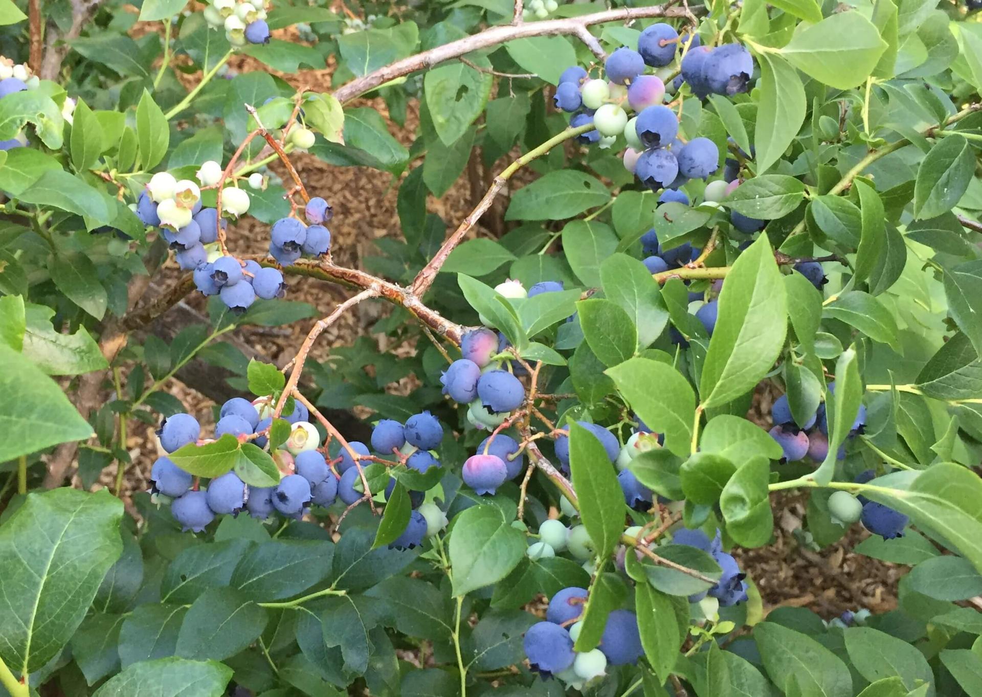 ripe blueberries on the bush
