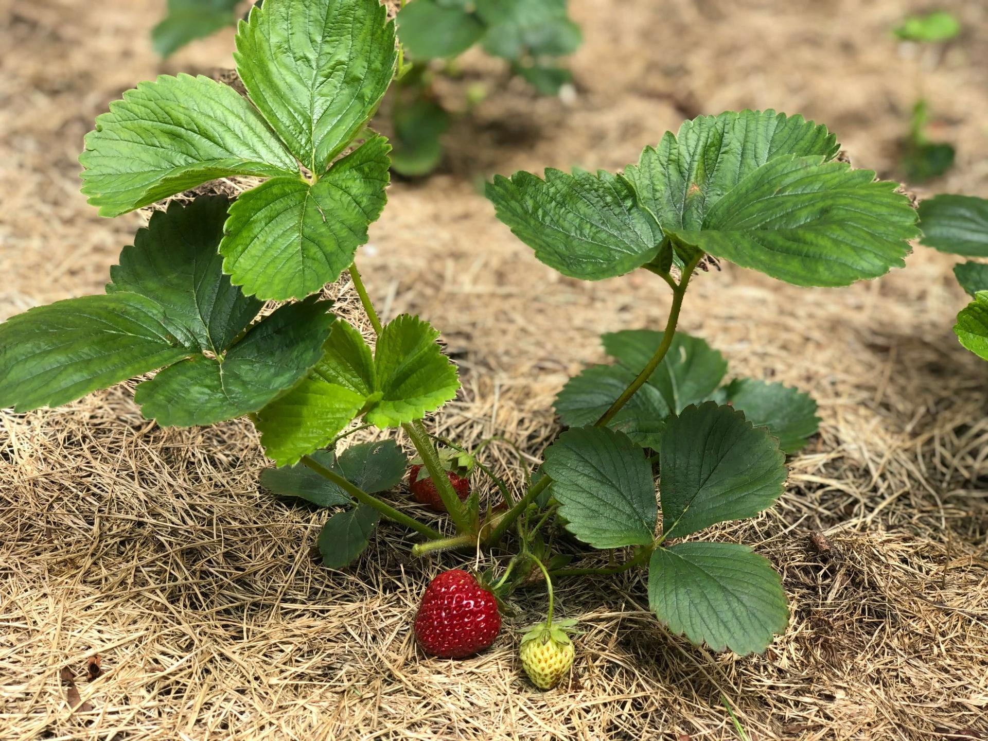 strawberry plants growing through mulch