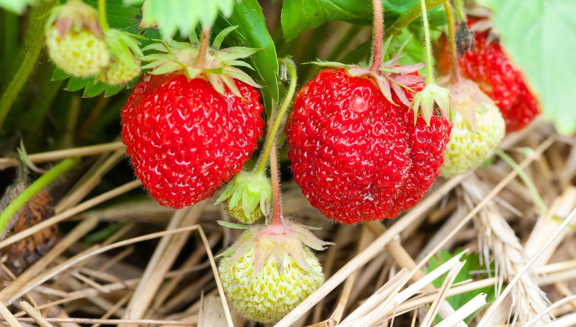 strawberries on stems
