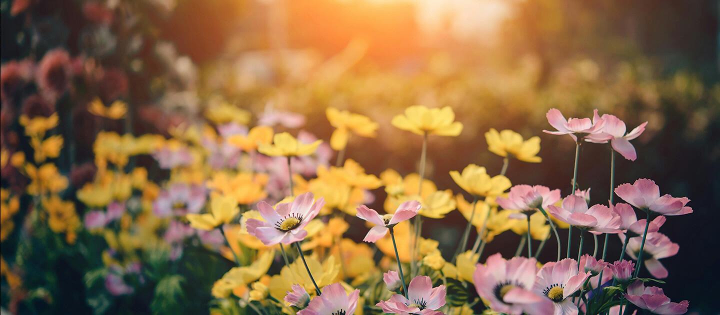 flowers at dawn