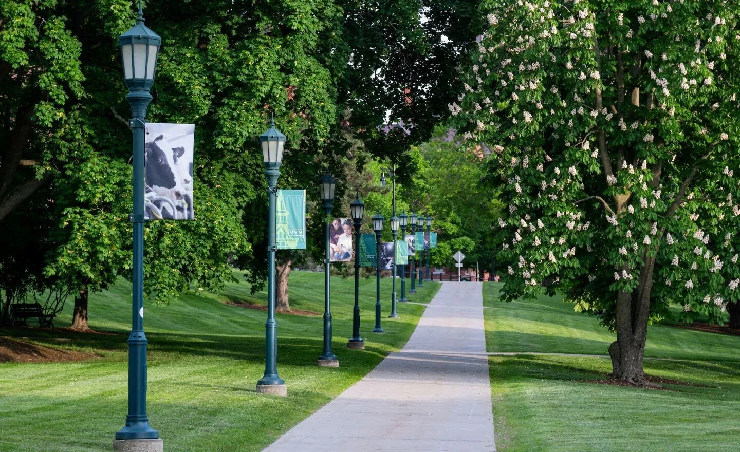 walking path on campus green featuring banners on light posts