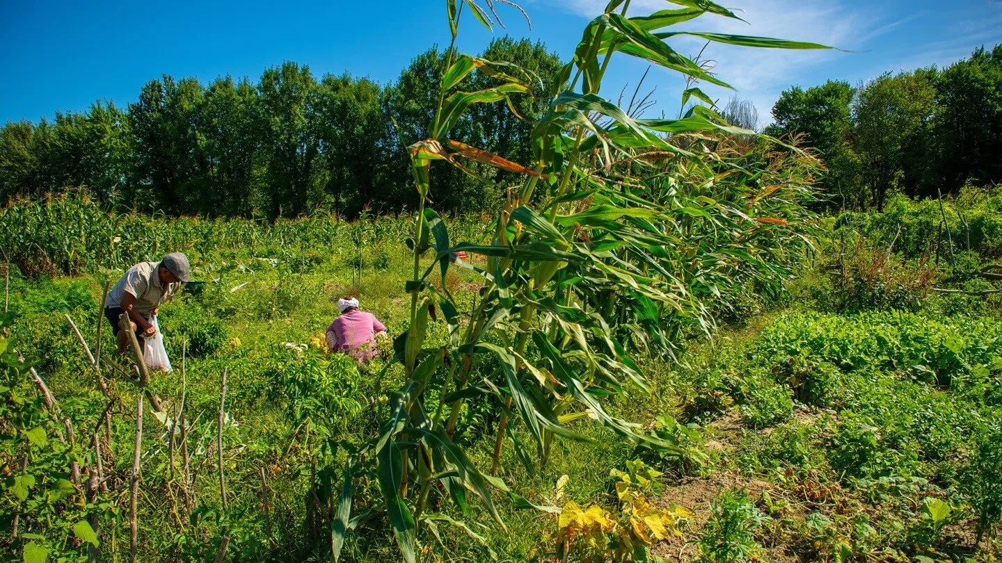 People work in a farm field