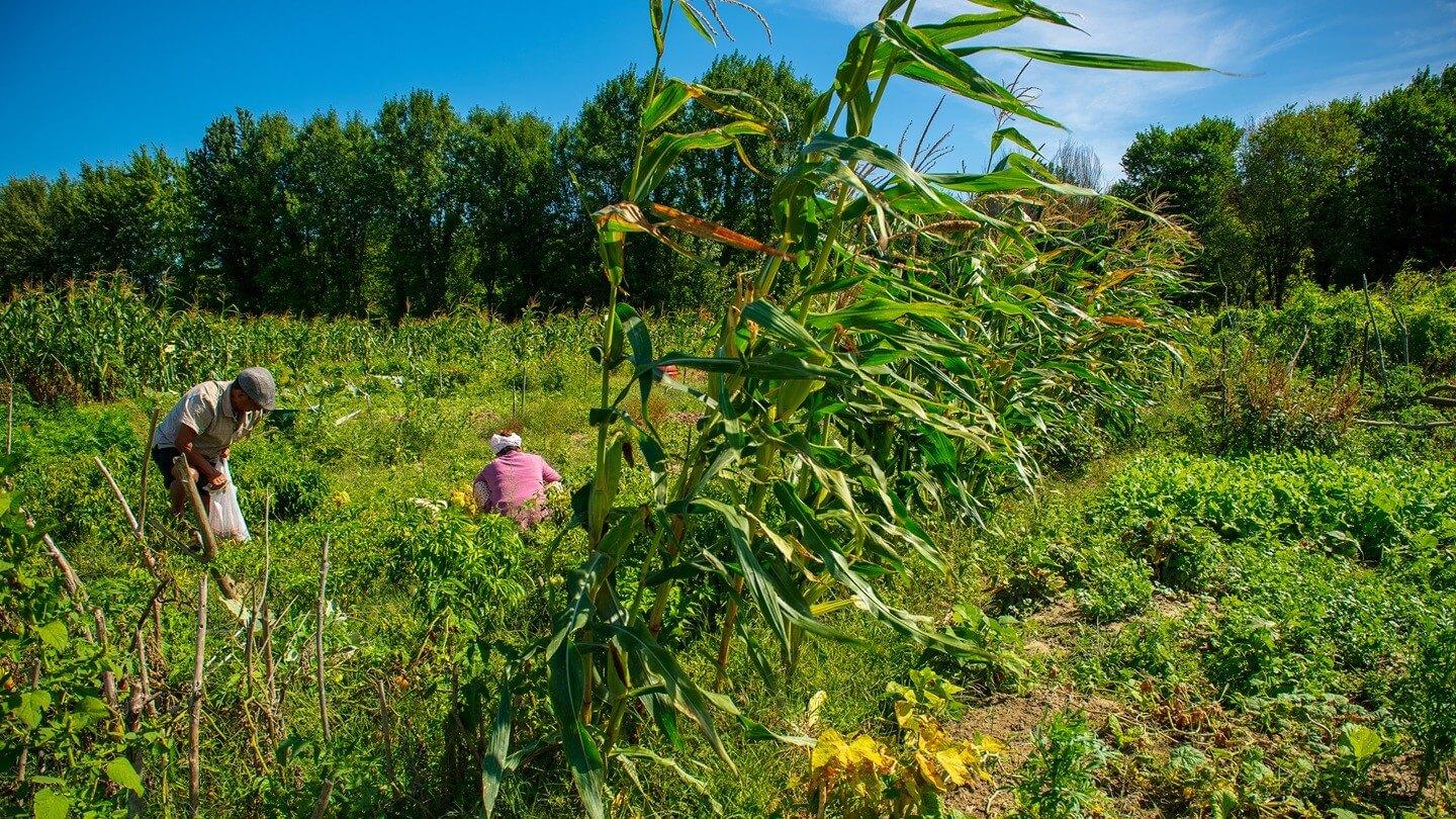 People work in a farm field