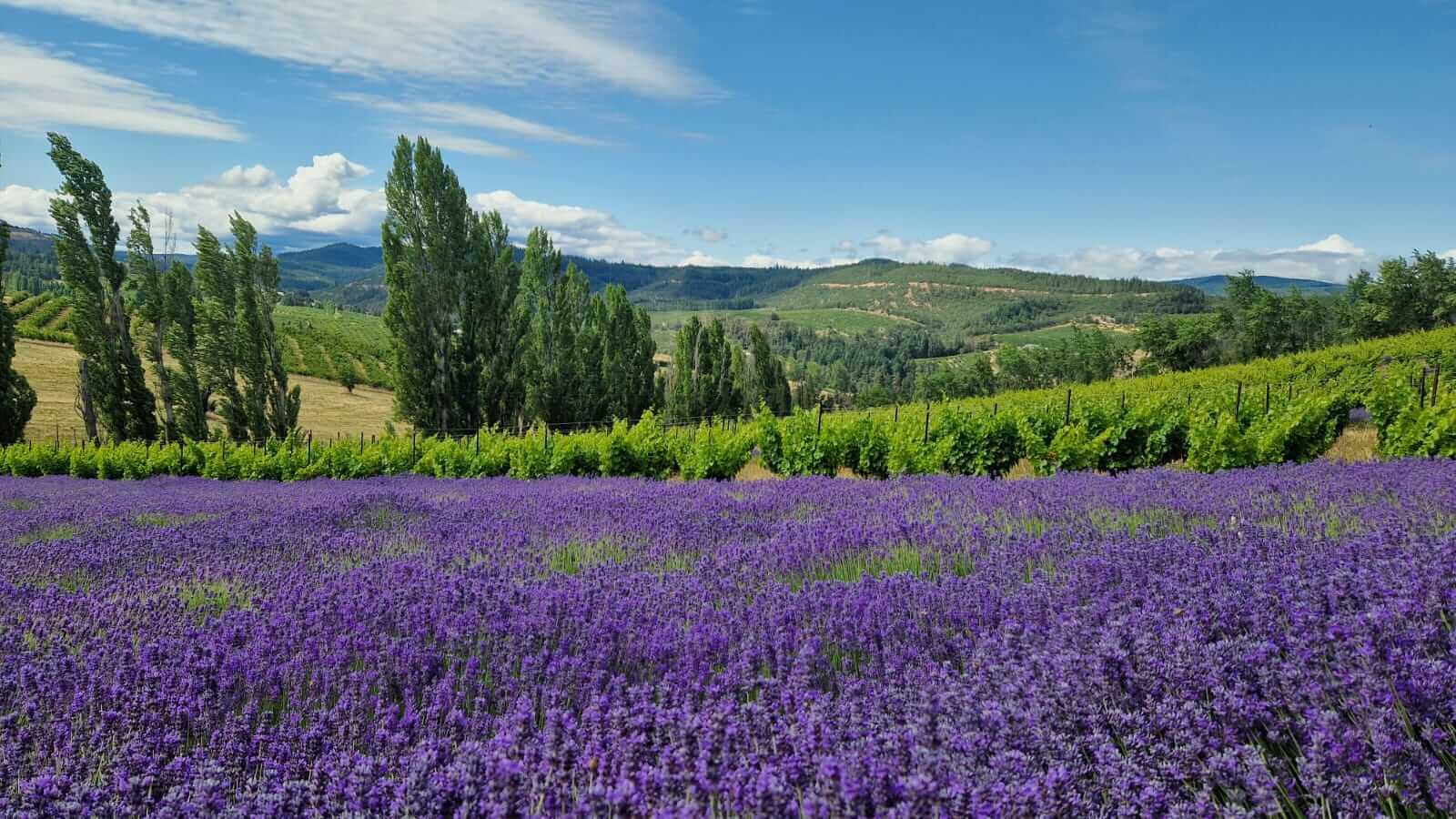 field of purple lavendar in front of rows of grape vines in Oregon