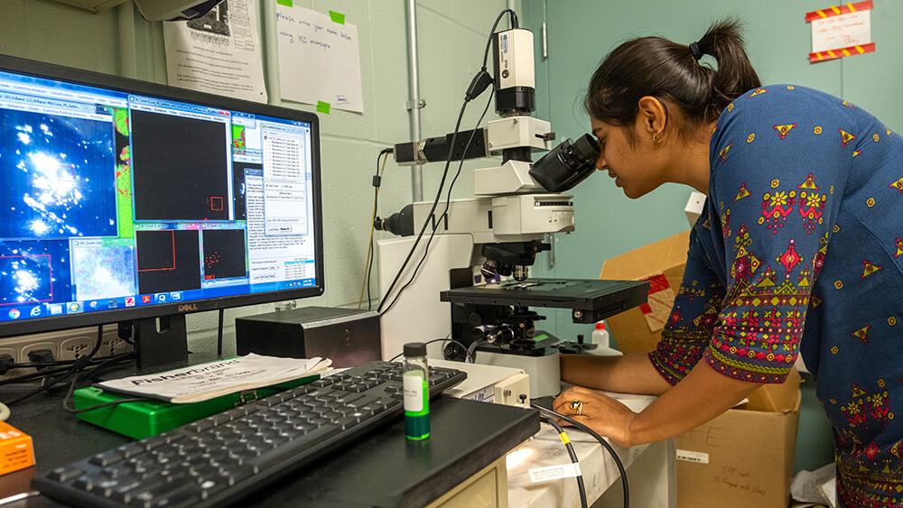 Researcher views water sample using a microscope