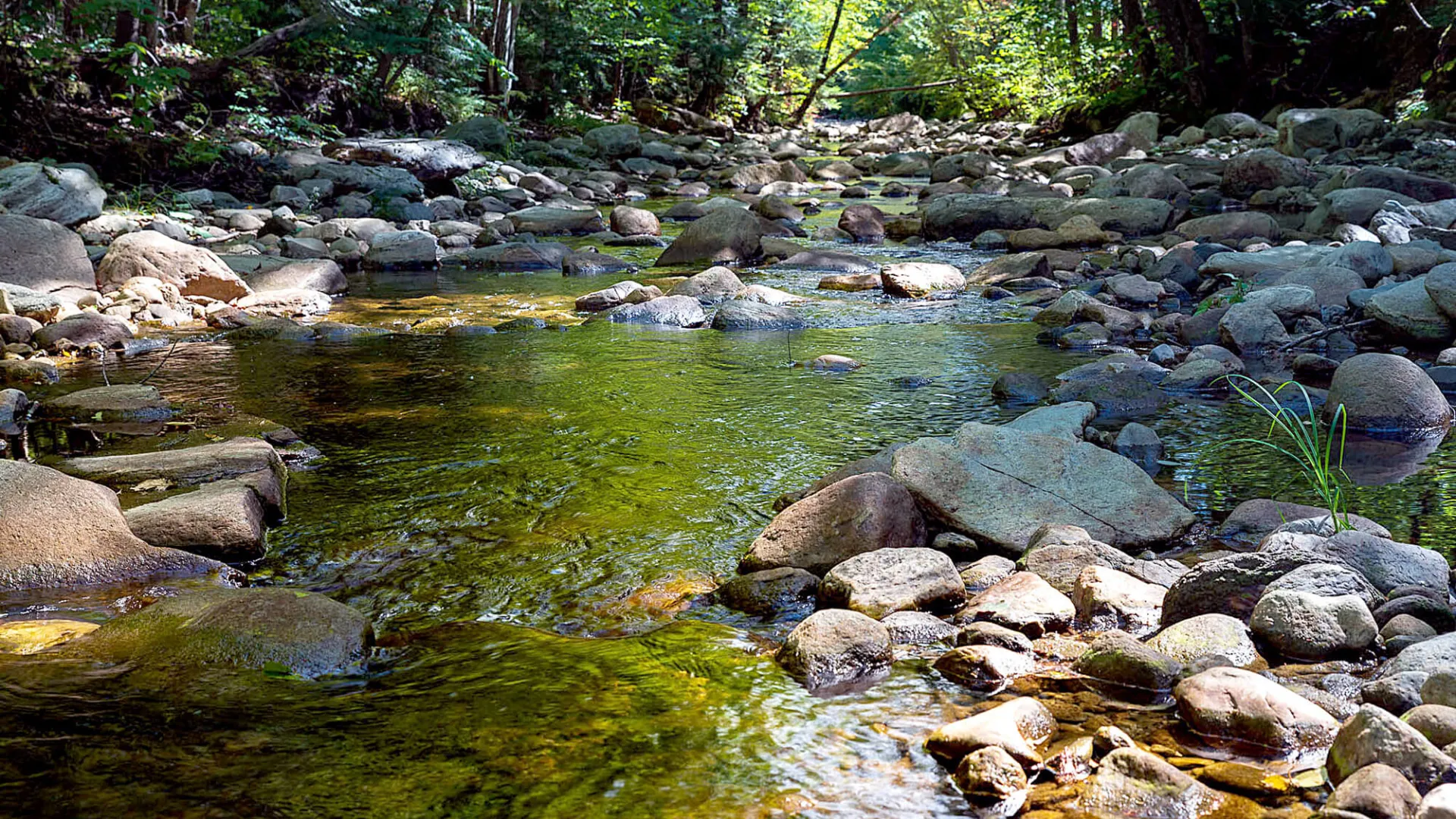 Image a Vermont Stream in the woodlands