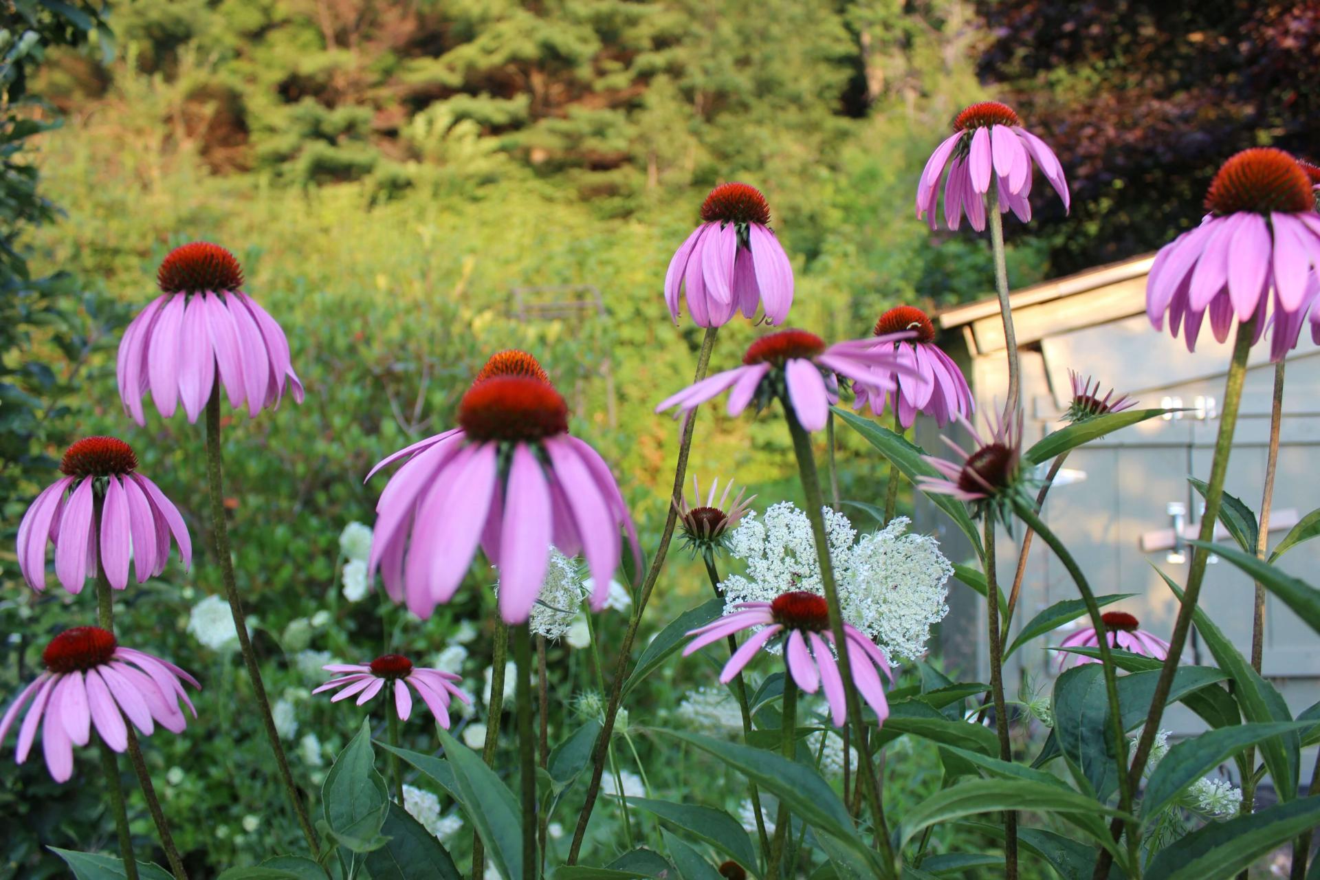 coneflowers