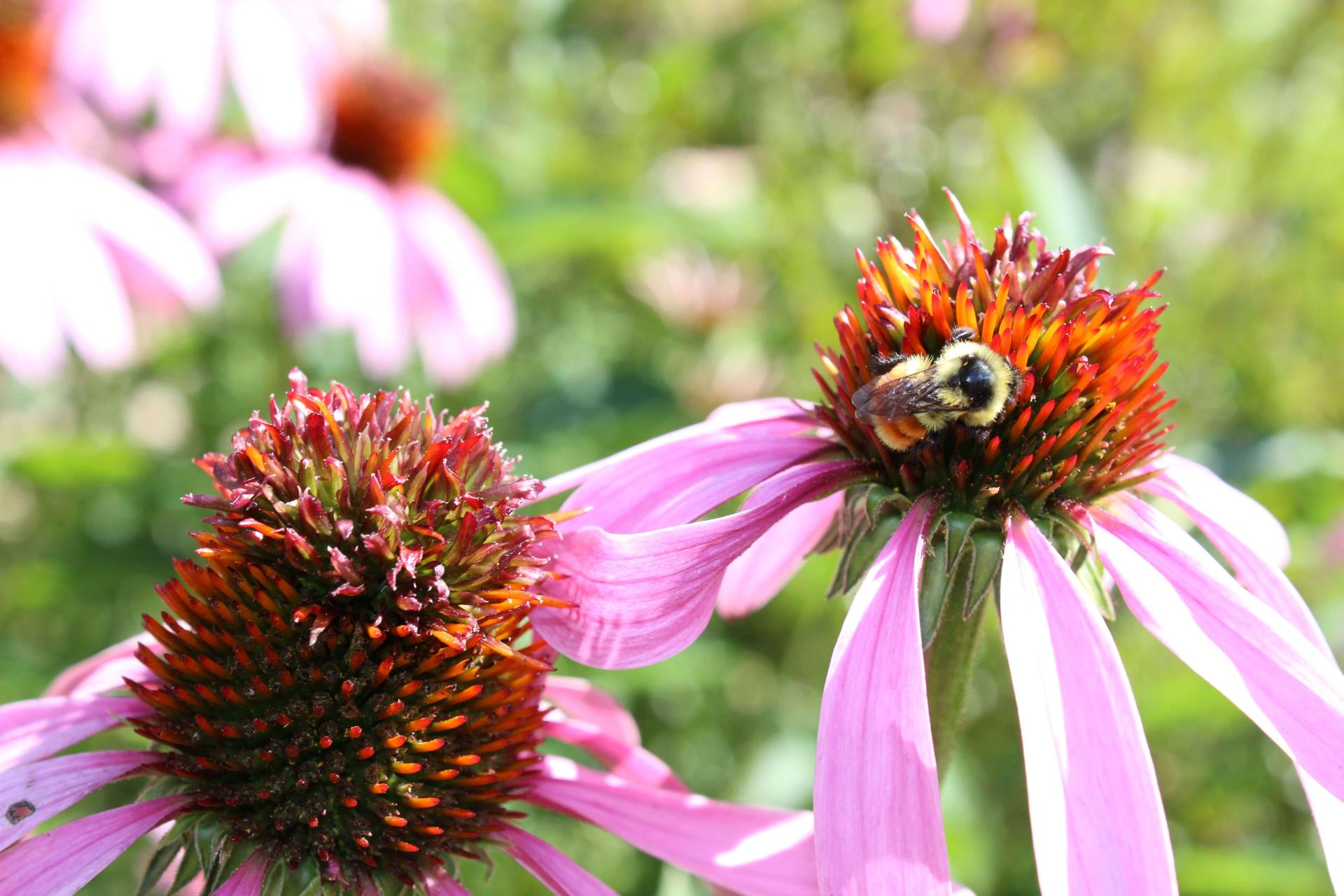 coneflowers with a bee