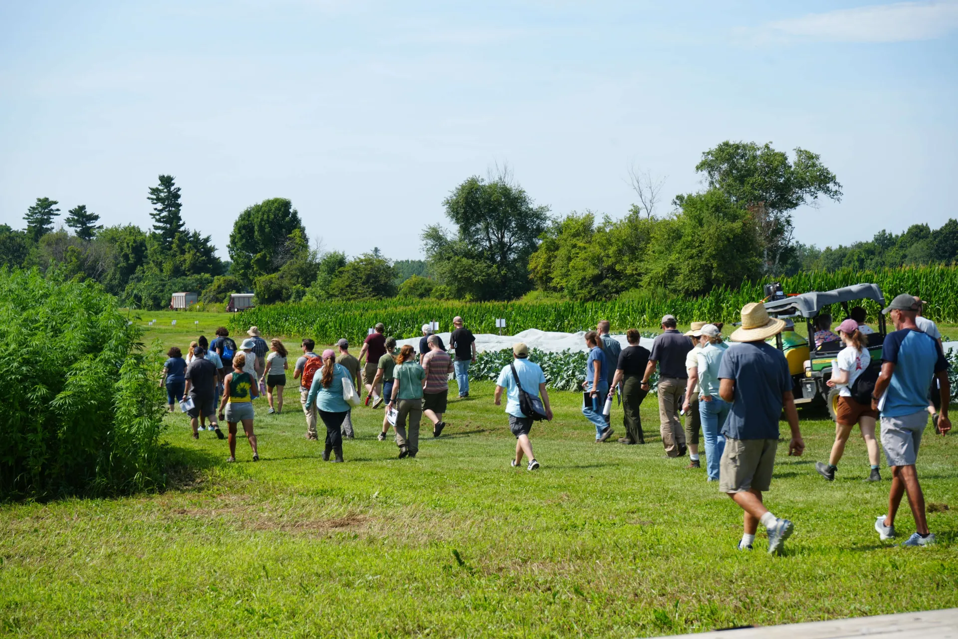 People walking past a corn field on a farm