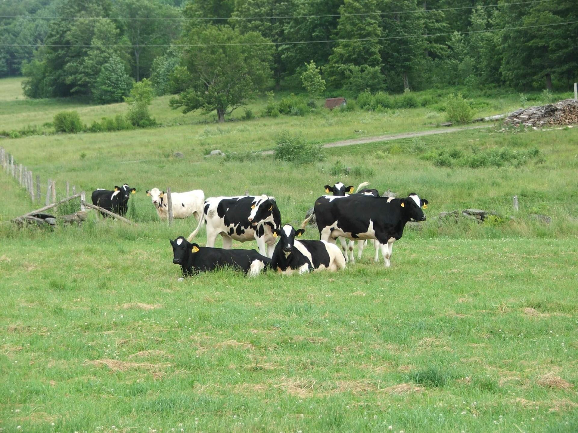 Cows in a field