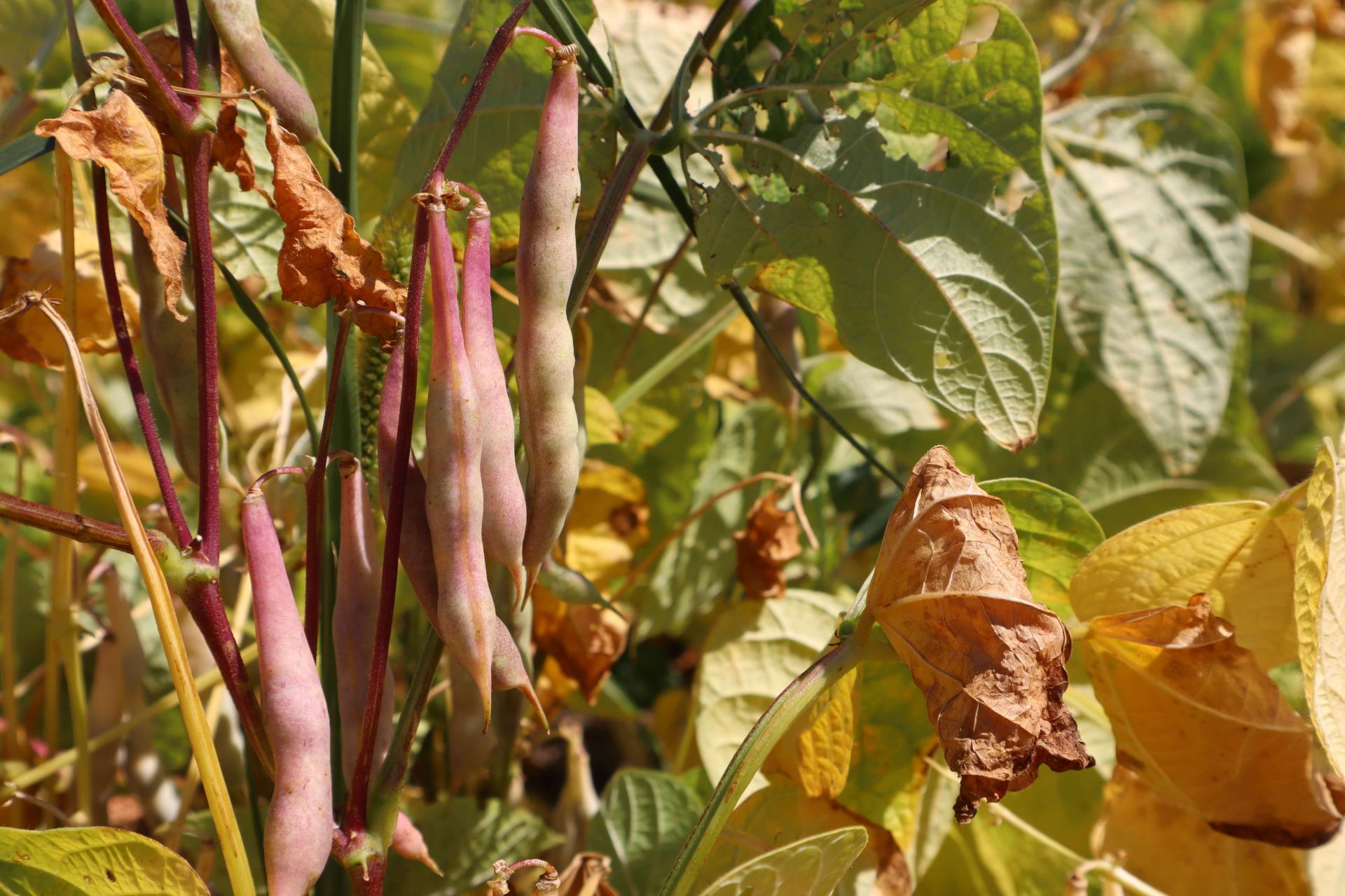 Dry beans