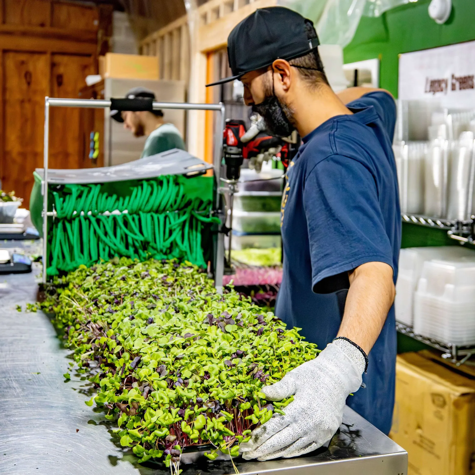Worker pushing trays of microgreens through a mechanical harvesting machine (Quick-cut Greens Harvester).